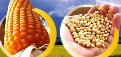 Safras vê produção de soja em quase 118 mi t; milho acima de 100 mi t 