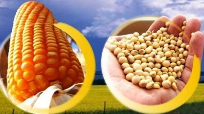Safras vê produção de soja em quase 118 mi t; milho acima de 100 mi t 