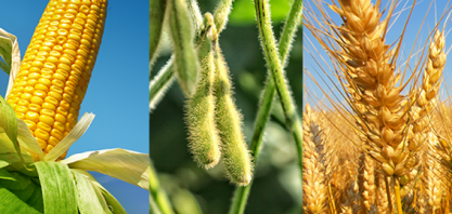 Conab vê aumento na safra de trigo em 2019; prevê mais milho e soja