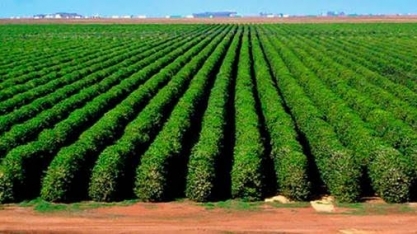 Café: Análise agromensal Cepea/Esalq 