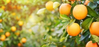 Fundecitrus vê alta de 36% na safra de laranja da principal área do País