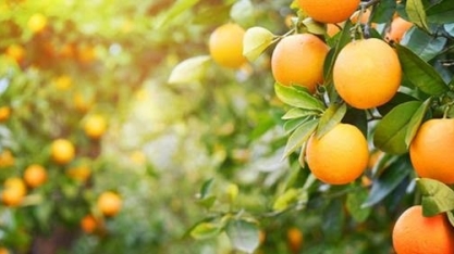 Fundecitrus vê alta de 36% na safra de laranja da principal área do País