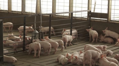 JBS vê aumento na demanda após surto de febre africana na China 