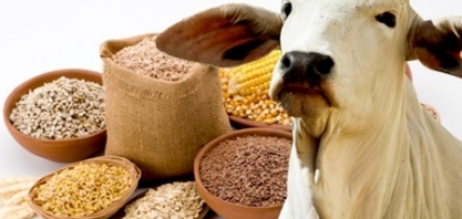 PIB da agropecuária cai 0,5% no 1º tri de 2019 ante 4º tri de 2018