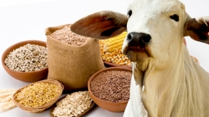 PIB da agropecuária cai 0,5% no 1º tri de 2019 ante 4º tri de 2018