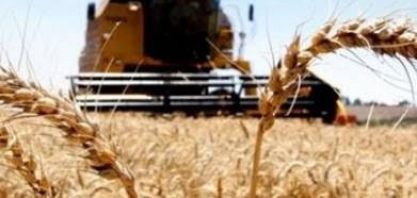 Trigo: Análise agromensal Cepea/Esalq 