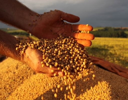Abiove eleva em 0,6% estimativa de produção de soja; vê exportação menor 