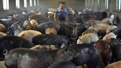Peste suína: FAO estima que 2,634 mi de suínos foram eliminados na Ásia 