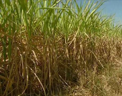 Cultivo de cana-de-açúcar entra como opção em solos arenosos