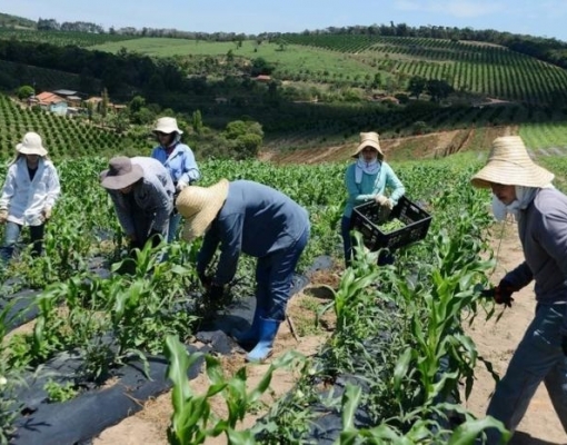 População ocupada no agro fica estável no 1º tri de 2019