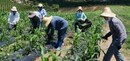 População ocupada no agro fica estável no 1º tri de 2019