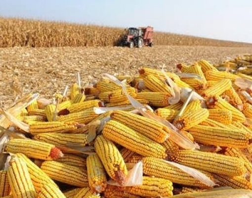 Com oferta recorde de milho, Brasil tirará proveito de safra ruim nos EUA