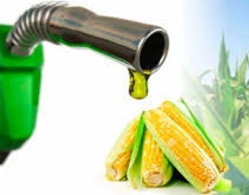 Produtores de etanol dos EUA avaliam compras de milho brasileiro 