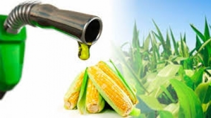 Produtores de etanol dos EUA avaliam compras de milho brasileiro 