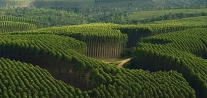 Plano de produção florestal aprovado prevê aumento de 20% em área até 2030