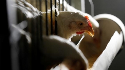 OMC fixa painel para avaliar medidas da Indonésia sobre frango brasileiro