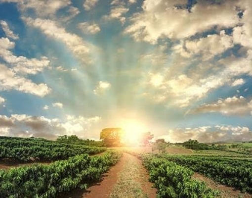 Dias ensolarados reduzem apostas em alta dos preços do café 