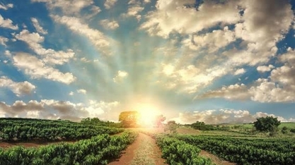 Dias ensolarados reduzem apostas em alta dos preços do café 