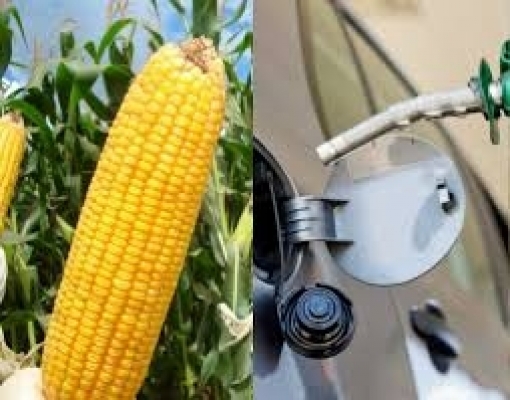 São Martinho anuncia entrada na produção de etanol de milho