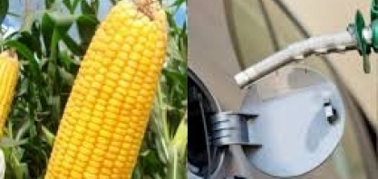 São Martinho anuncia entrada na produção de etanol de milho