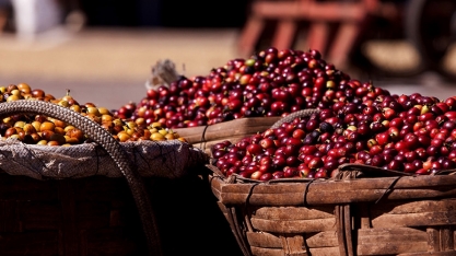 Demanda global por café deve avançar em 2019/20 com produção em queda