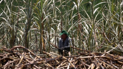  Pernambuco: Uma nova esperança para o setor da cana