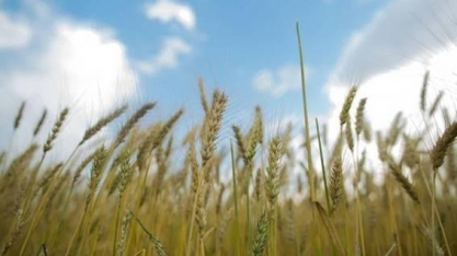 Trigo está em fase de desenvolvimento no interior de SP