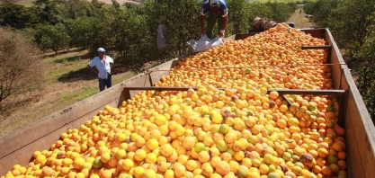 Laranja:Produtores se reúnem para avaliar ação judicial contra indústrias  