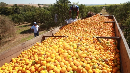 Laranja:Produtores se reúnem para avaliar ação judicial contra indústrias  