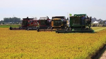 Oferta menor de arroz deve elevar preço no segundo semestre 