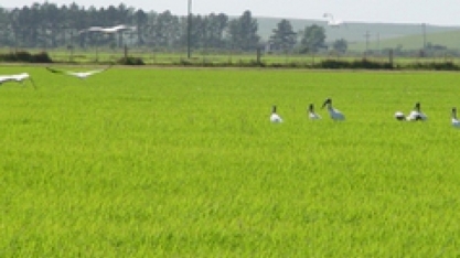 Análise Conjuntural Cepea: Arroz