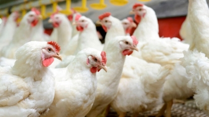 Análise Conjuntural Cepea: Frango 