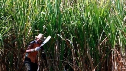 Cuba tem produção de açúcar entre as menores em 120 anos