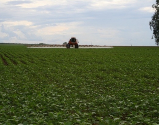 Análise Conjuntural Cepea: Soja