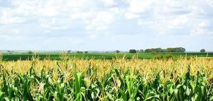 MT: Norte-americana IMC pode construir sua 2ª usina de etanol de milho