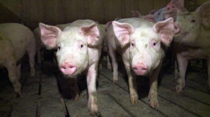 China suspenderá importações de suínos de terceira empresa canadense