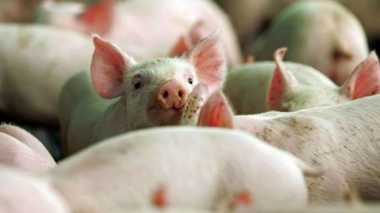 Vietnã sacrifica 2,5 milhões de suínos para conter surto de peste africana 