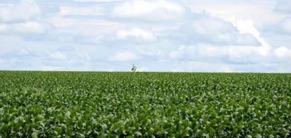 Imea vê menor aumento da história para área de soja em MT em 2019/20 