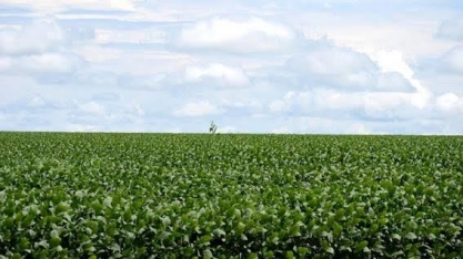 Imea vê menor aumento da história para área de soja em MT em 2019/20 