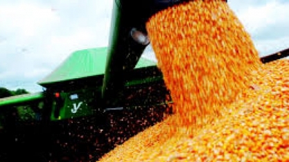 Milho: Exportação em maio dispara com alta de 1.620 sobre ano anterior