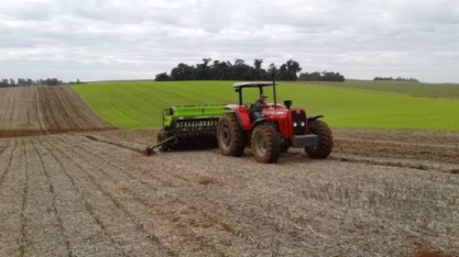 Paraná planta área menor de trigo, mas terá safra superior