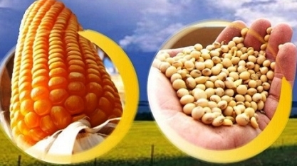 FCStone eleva previsões de safra,exportações e estoques de milho do Brasil 