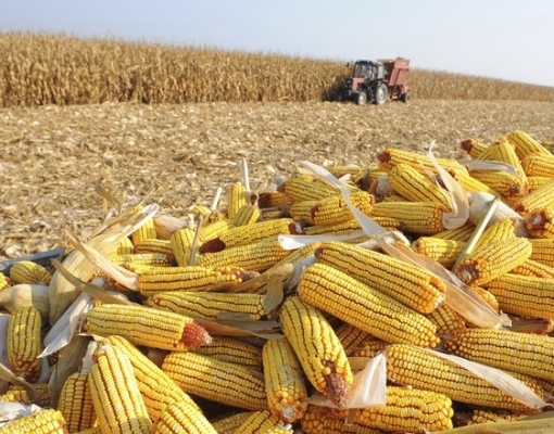 Tempo seco favorece avanço da colheita da 2ª safra de milho 