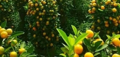 Citros: Renda de produtor deve cair com oferta alta em 2019/10