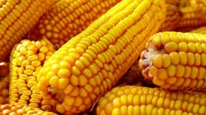 Com problema na safra dos EUA, ADM vende milho do Brasil à Smithfield 