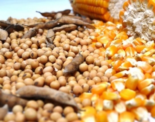 MT registra vendas de milho 