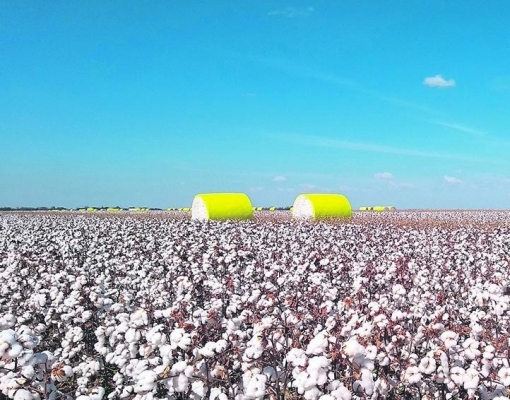 Cultura do algodão cresce no Brasil, mas desafiam aumentam