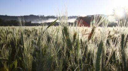 Safra de trigo do Paraná tem queda de qualidade e rendimento após geadas