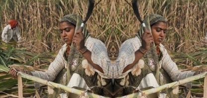 Índia pode oferecer mais subsídios para exportadores de açúcar  