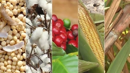 Veja perspectivas para os principais produtos agrícolas na safra 2019/20